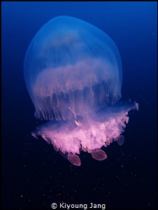 Jellyfish~ by Kiyoung Jang 